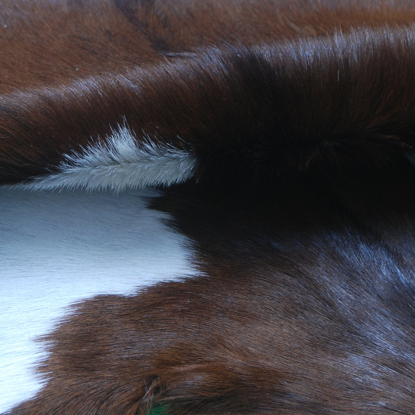 Authentic Dark Brown Goat Hide Rug - Rich Color and Unique Pattern for Home Styling