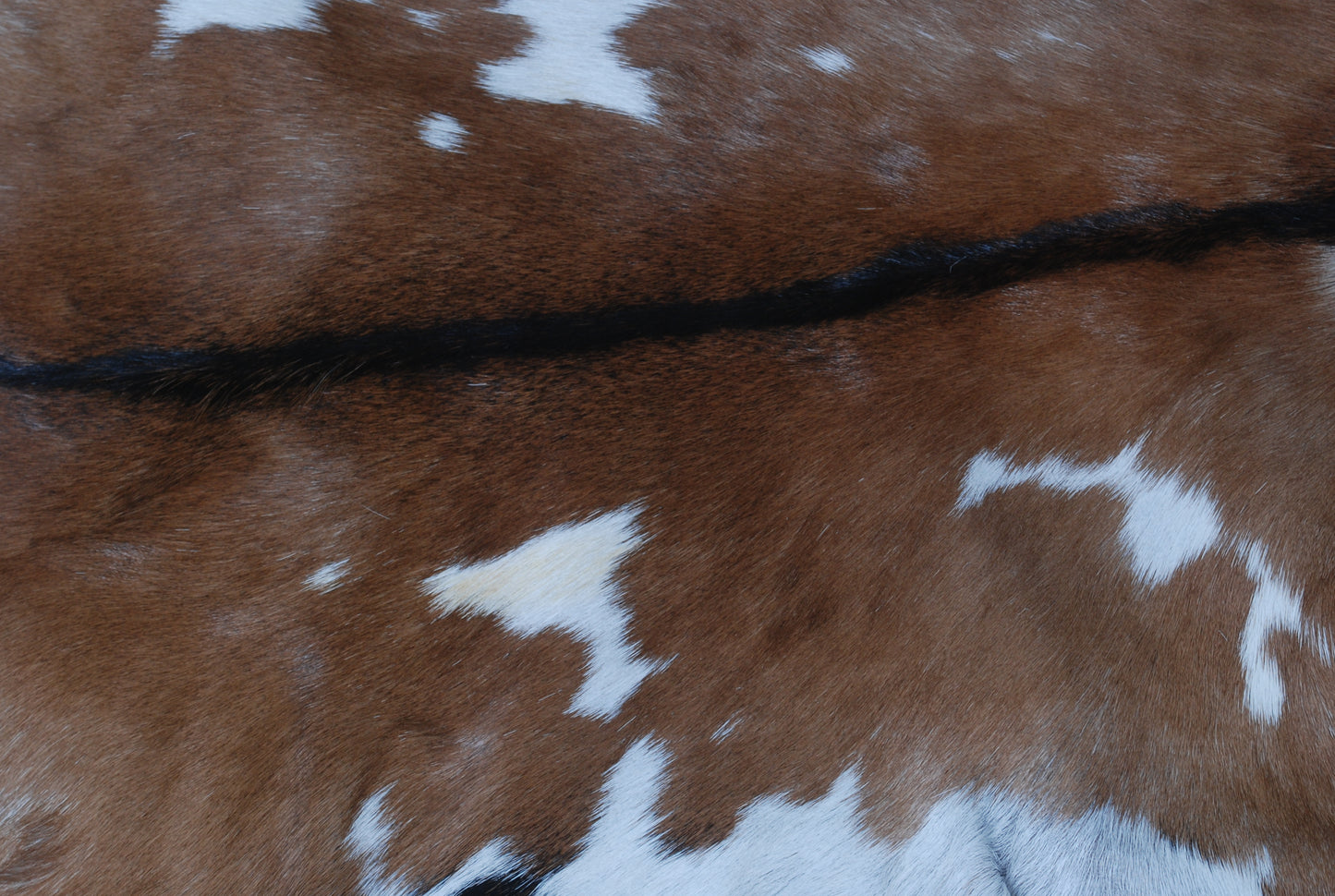 Authentic Dark Brown Goat Hide Rug - Rich Color and Unique Pattern for Home Styling